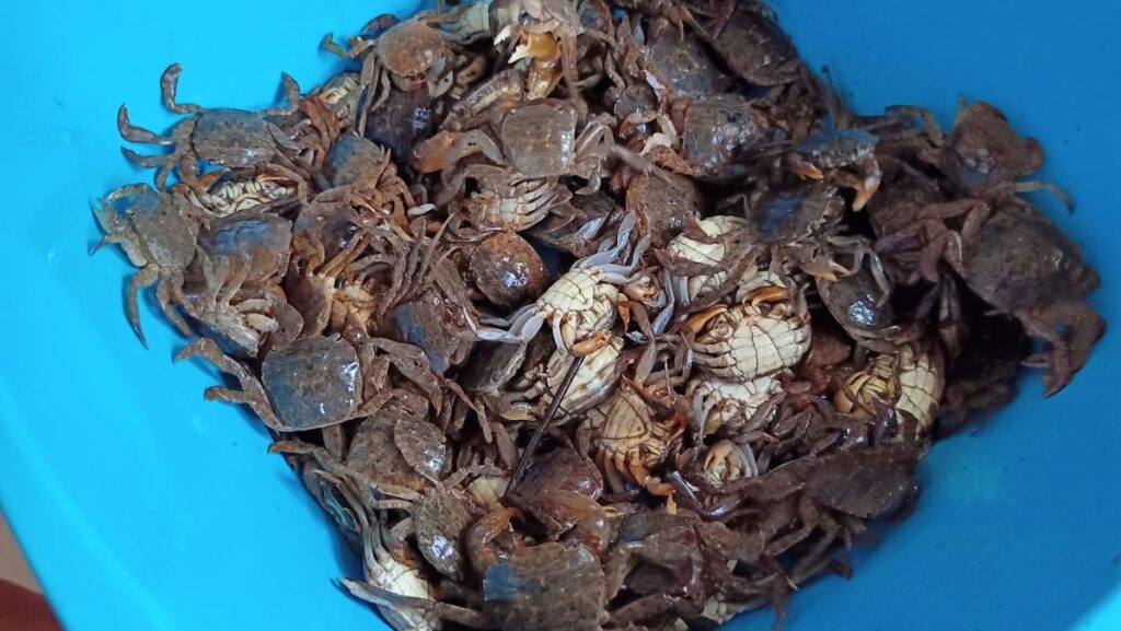 Con rạm (con đam đồng) là con gì? Các món ngon được chế biến từ con rạm