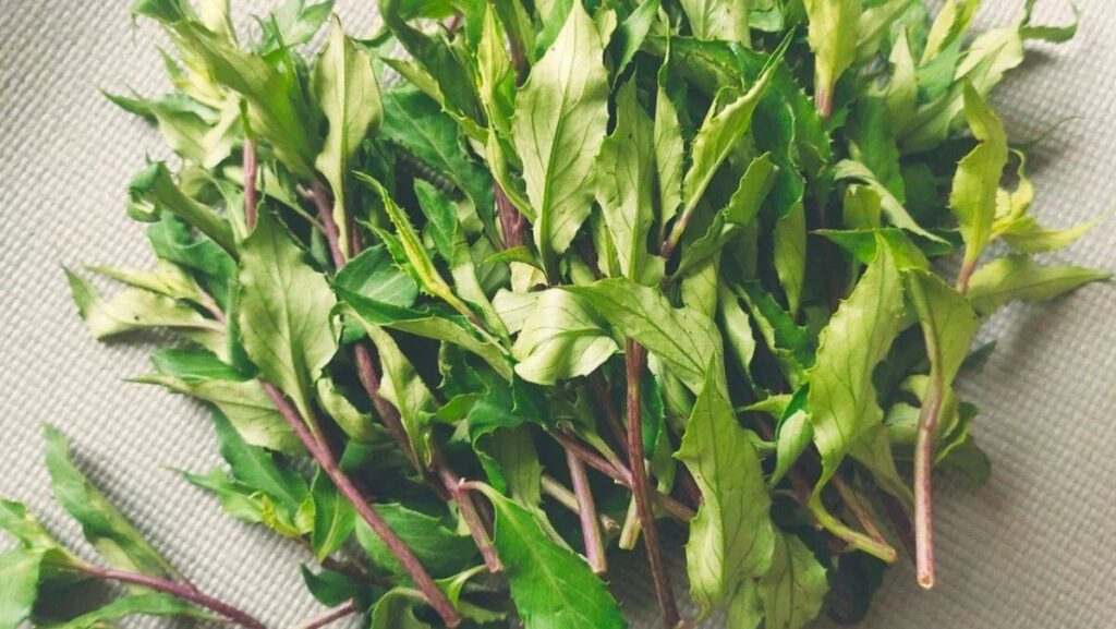 Rau lủi là rau gì? Rau lủi làm món gì ngon?[2025]