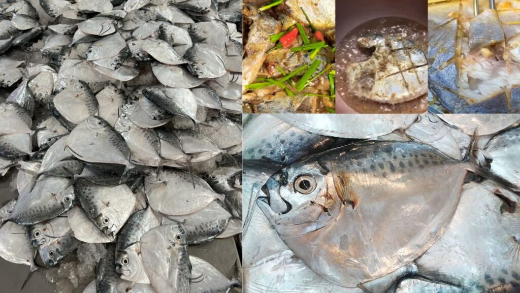 Cá bánh lái là cá gì? 3 món ăn từ cá bánh lái ngon nhất bạn nên thử