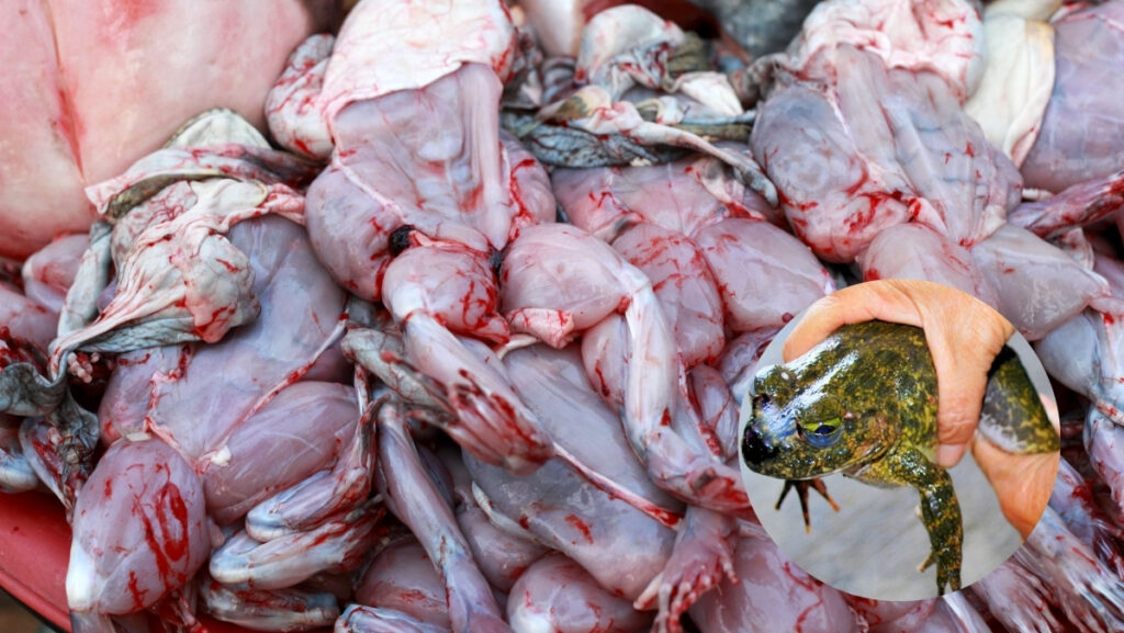 Mách bạn cách sơ chế ếch sạch, không tanh để bạn chế biến nhiều món ngon