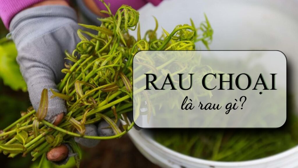 Rau choại là rau là gì? Có phải rau dớn không? Làm món gì ngon?