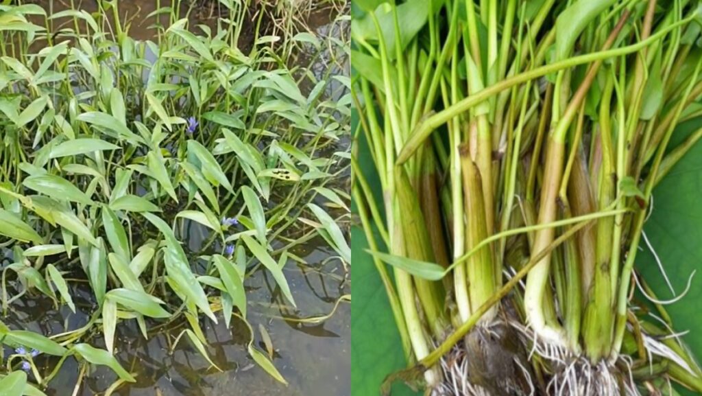 Rau chốc là rau gì? Làm món gì ngon? Gợi ý các món ngon mới lạ với rau chốc