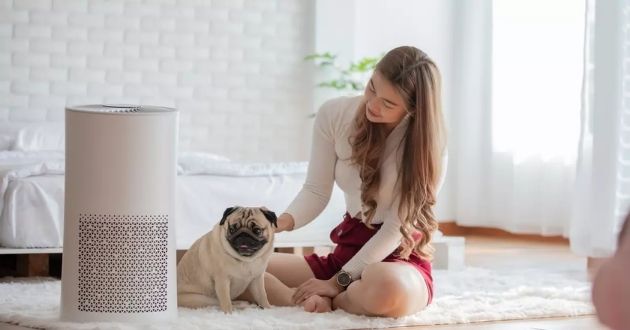 Máy lọc không khí có hút được lông mèo, lông chó, khử mùi chó mèo không? - Gợi ý Kithome