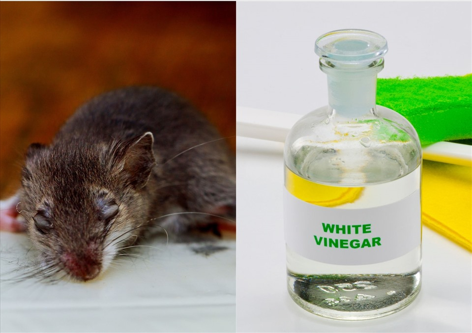 4 Cách Tẩy Keo Dính Chuột Trên Sàn Nhà Và Quần Áo Hiệu Quả Tức Thì